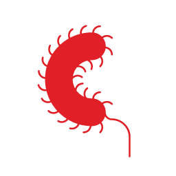Cholera